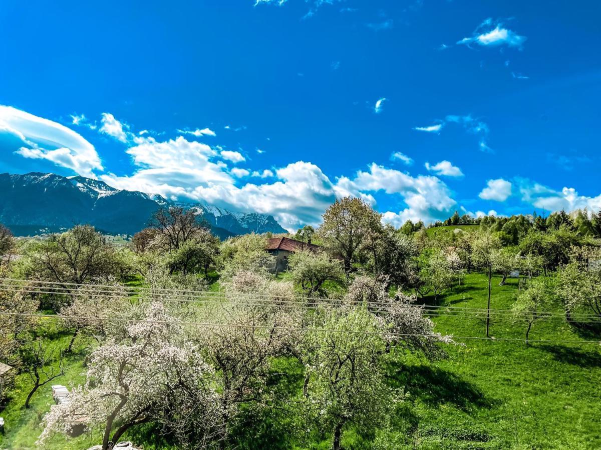 Transylvania Mountain View Cdi Бран Екстер'єр фото